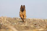 BERGER ALLEMAND 931